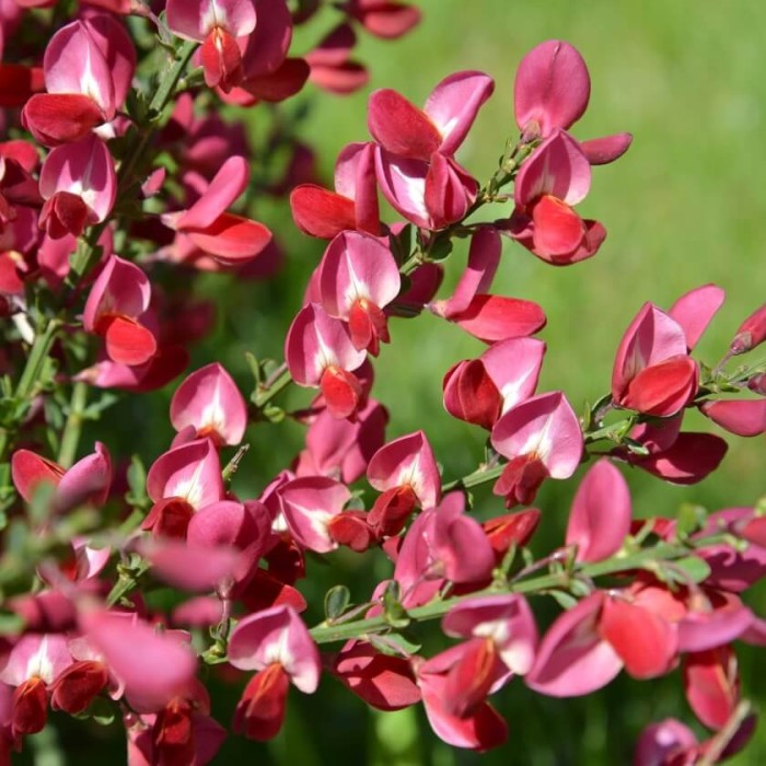 żarnowiec-cytisus-maria-burkwood-4.jpg