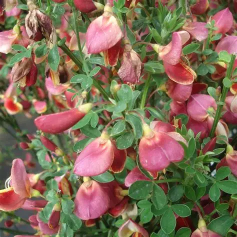 żarnowiec-cytisus-maria-burkwood-1.jpg