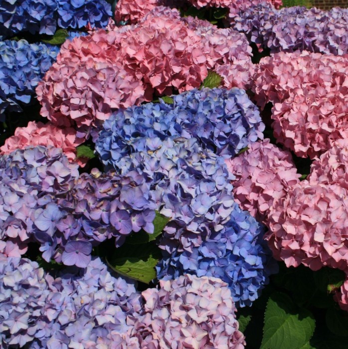 Hortensja-Ogrodowa-Bouquet Rose-3.jpg