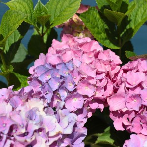 Hortensja-Ogrodowa-Bouquet Rose-2.jpg