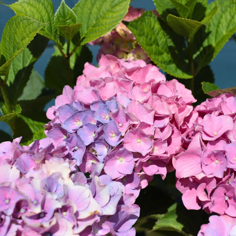 Hortensja-Ogrodowa-Bouquet Rose-2.jpg