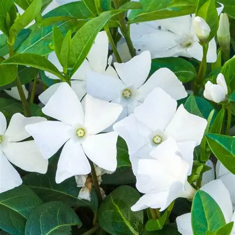 barwinek-vinca-minor-alba-5.jpg