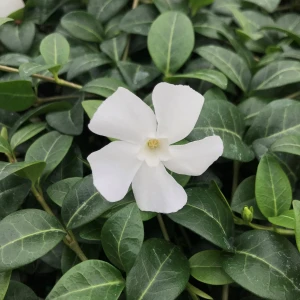 barwinek-vinca-minor-alba-4.jpg
