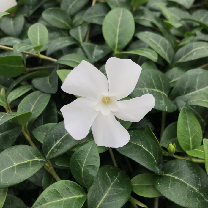 barwinek-vinca-minor-alba-4.jpg