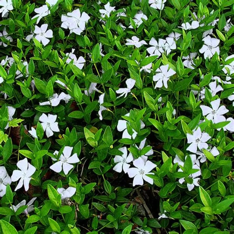 barwinek-vinca-minor-alba-3.jpg