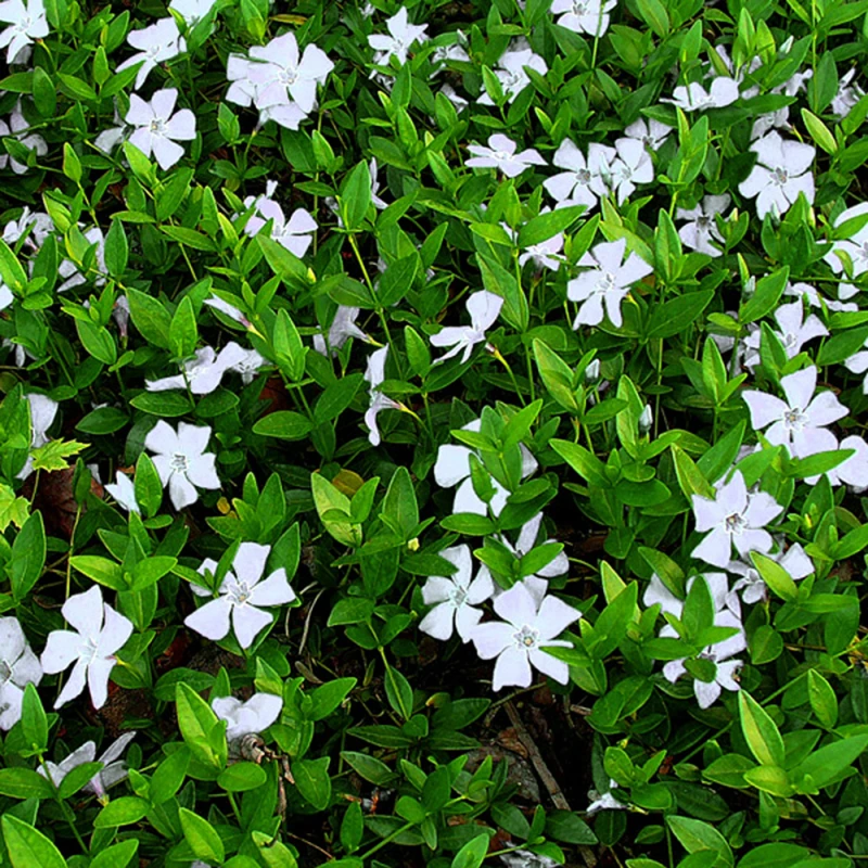 barwinek-vinca-minor-alba-1.jpg
