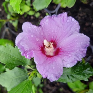 hibiskus-mauve-queen-01.jpg