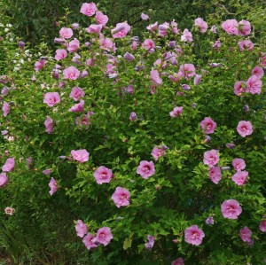 hibiscus syriacus mauve queen-1.4.jpg