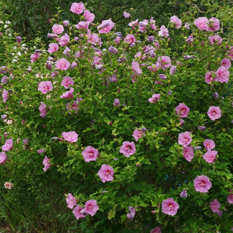 hibiscus syriacus mauve queen-1.4.jpg