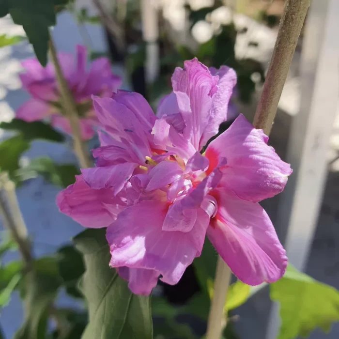 hibiscus syriacus mauve queen-1.3.jpg
