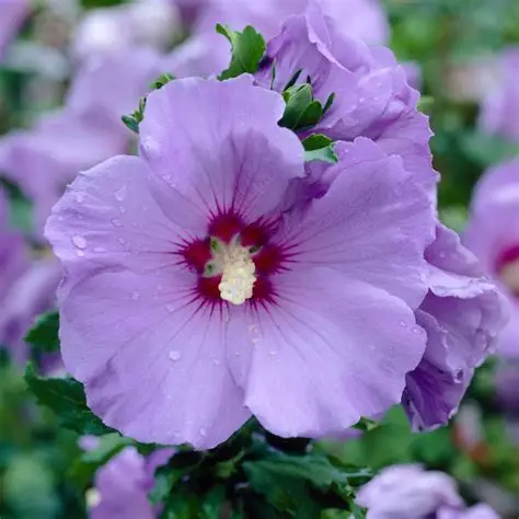 hibiscus syriacus mauve queen-1.2.jpg