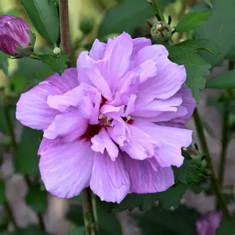 hibiscus syriacus mauve queen-1.jpg