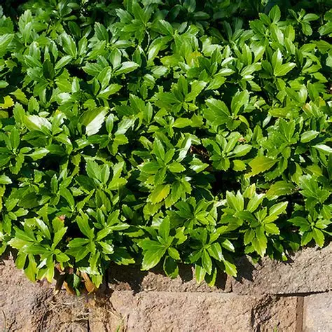 RUNIANKA-pachysandra-terminalis-green-carpet-4.jpg