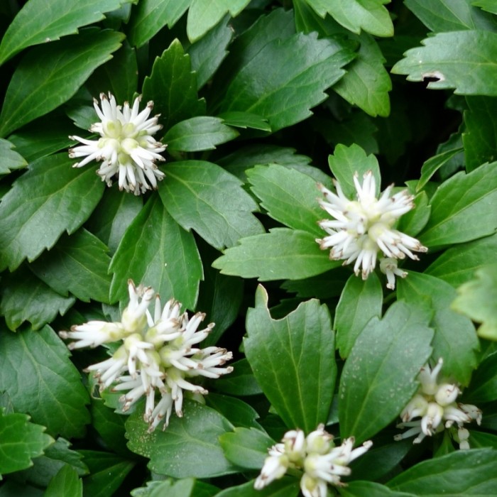 RUNIANKA-pachysandra-terminalis-green-carpet-3.jpg