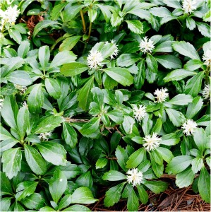 RUNIANKA-pachysandra-terminalis-green-carpet-2.jpg