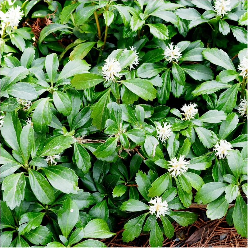 RUNIANKA-pachysandra-terminalis-green-carpet-2.jpg
