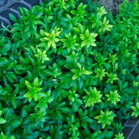 RUNIANKA-pachysandra-terminalis-green-carpet-1.webp