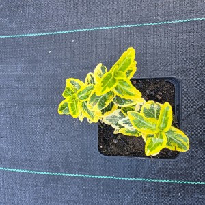 trzmielina-euonymus-emaraldn-gold-02.jpg