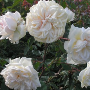 Róża-Chopin-03.jpg