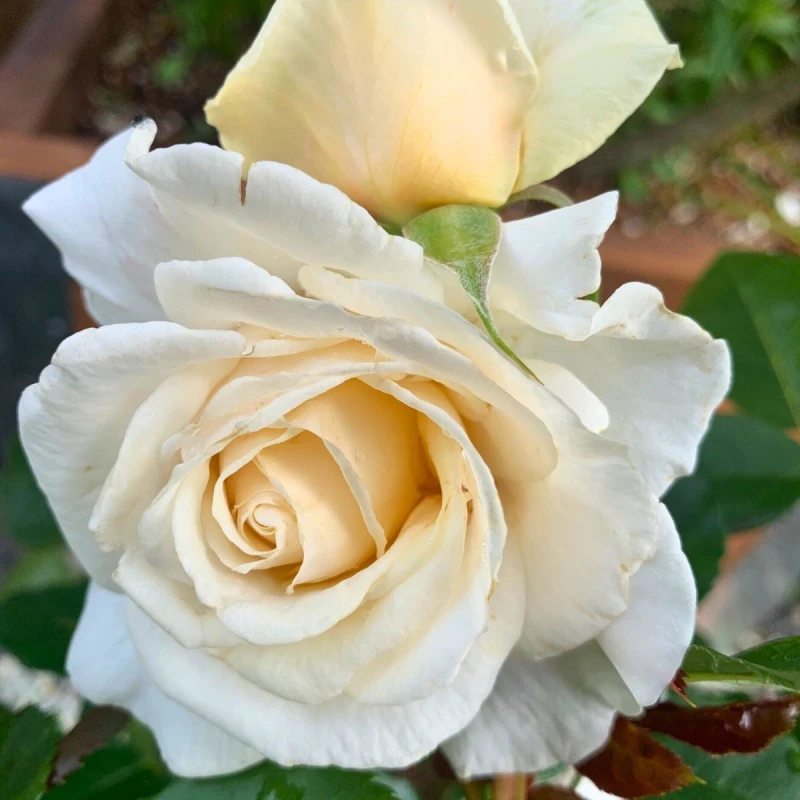 Róża-Chopin-04.jpg