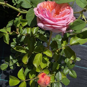 Róża-AB1-3.jpg