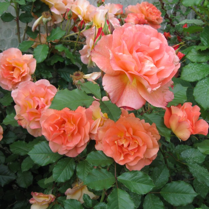 Róża-Westerland-1.jpg