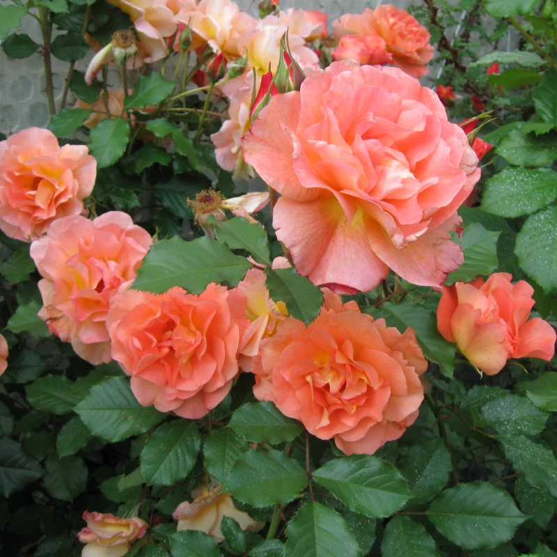 Róża-Westerland-1.jpg