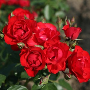 róża-fulgurante-2.jpg