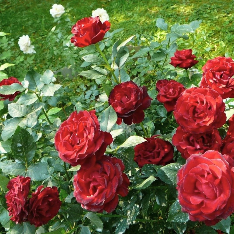 róża-fulgurante-1.jpg