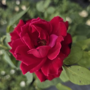 róża-fulgarante-002.jpg