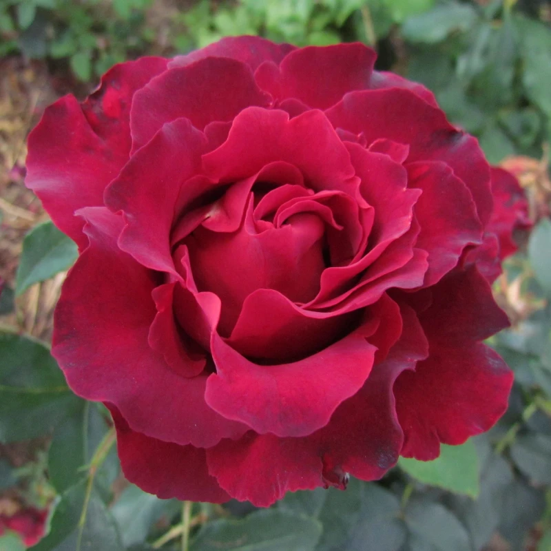 Hommage_A_Barbara_Hybrid_Tea_Garden_Rose_16_03-scaled — kopia.jpg