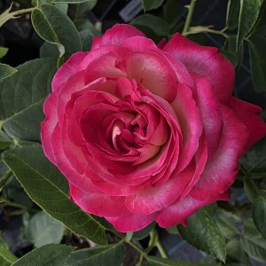 róża-desse-003.jpg
