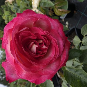 róża-desse-002.jpg
