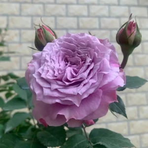 róża-violette-perfume-2.jpg