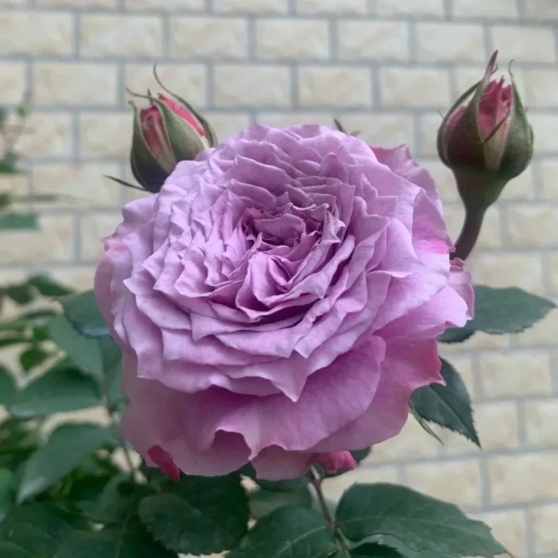 róża-violette-perfume-2.jpg