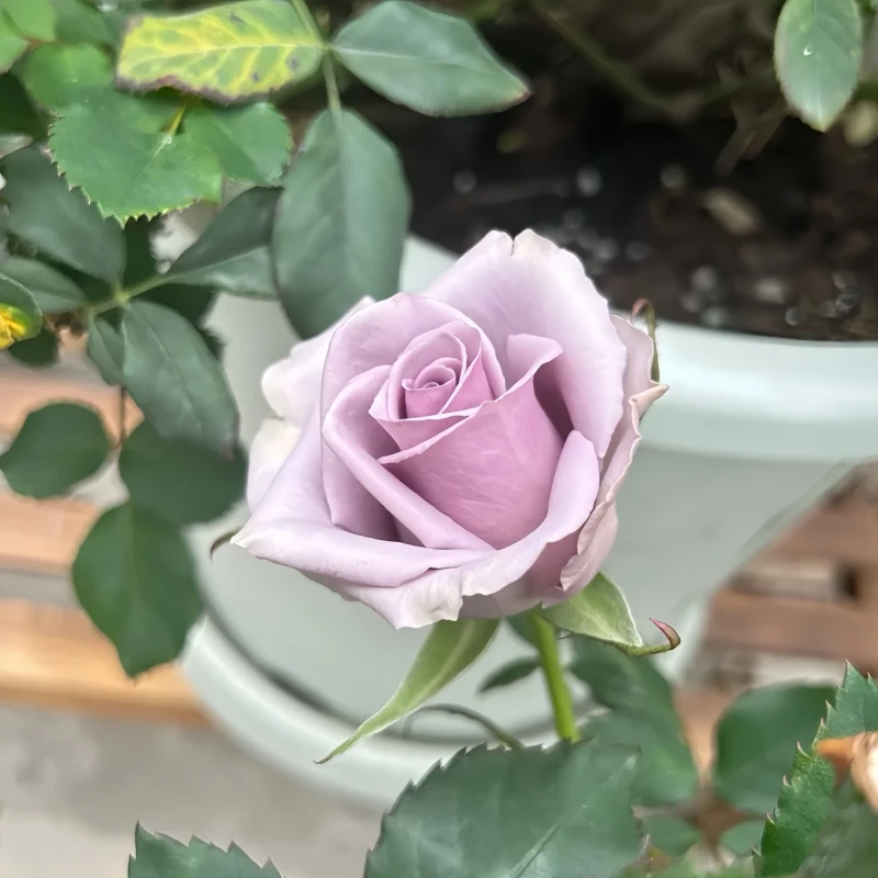 róża-violette-perfume-1.jpg