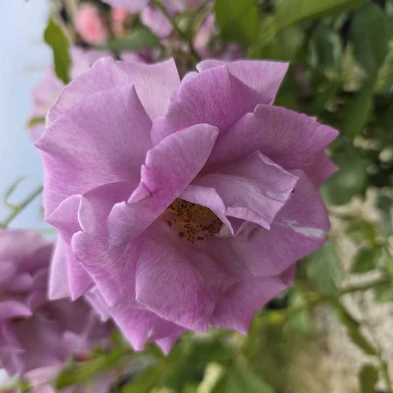 róża-violette-perfume-004.jpg