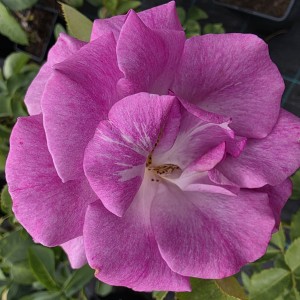 róża-violette-perfume-002.jpg