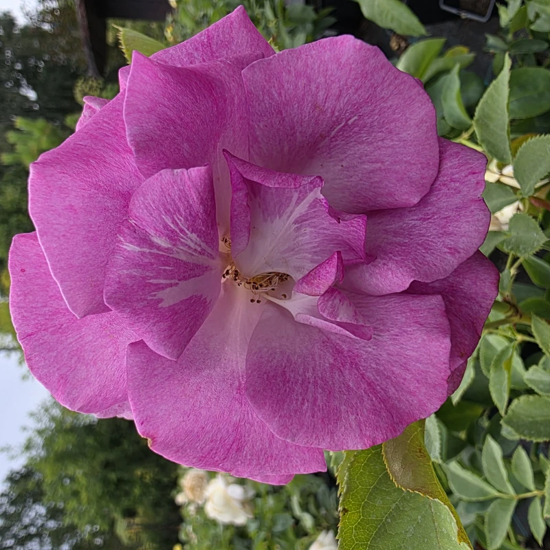 róża-violette-perfume-003.jpg