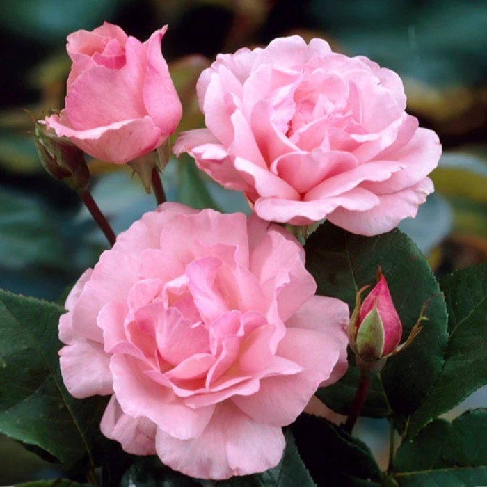 róża-queen-elizabeth-1.jpg