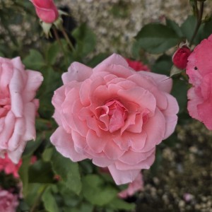 róża-queen-elizabeth-005.jpg