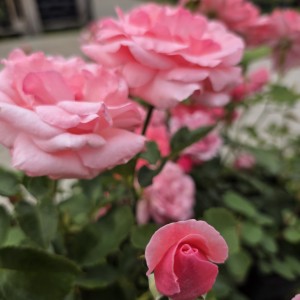 róża-queen-elizabeth-006.jpg