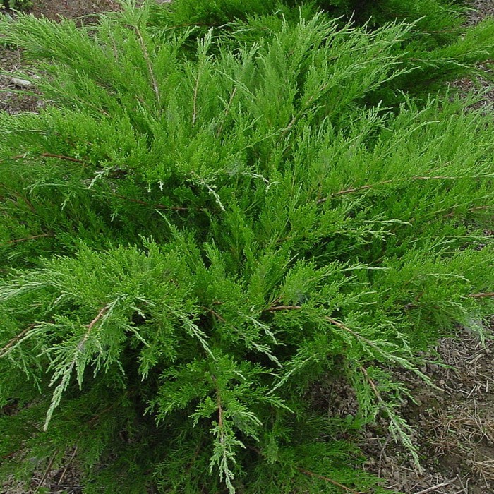 jałowiec-juniperus-mint-julep-4.jpg