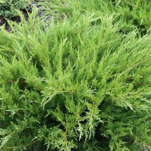 jałowiec-juniperus-mint-julep-3.jpg