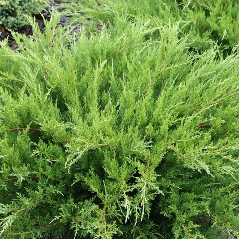 jałowiec-juniperus-mint-julep-2.jpg