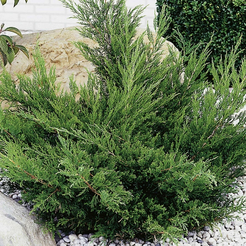 jałowiec-juniperus-mint-julep-1.jpg
