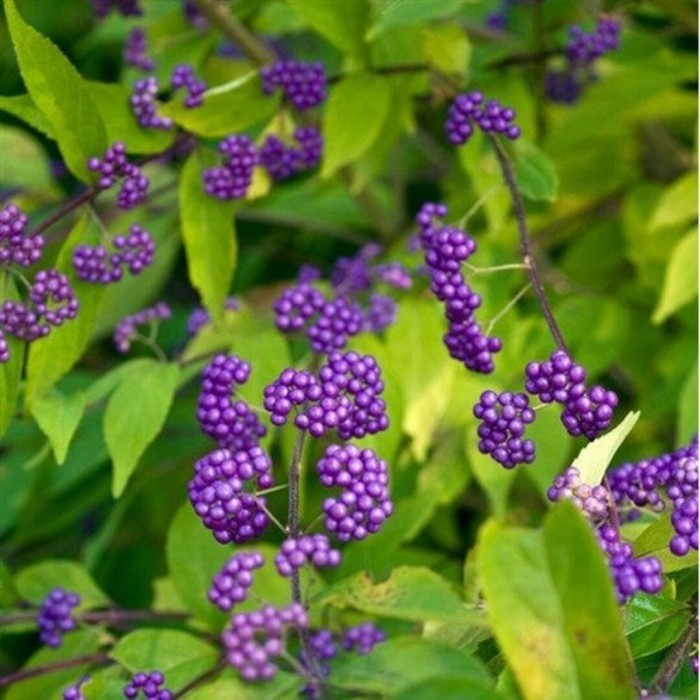 pięknotka-profusion-5.jpg