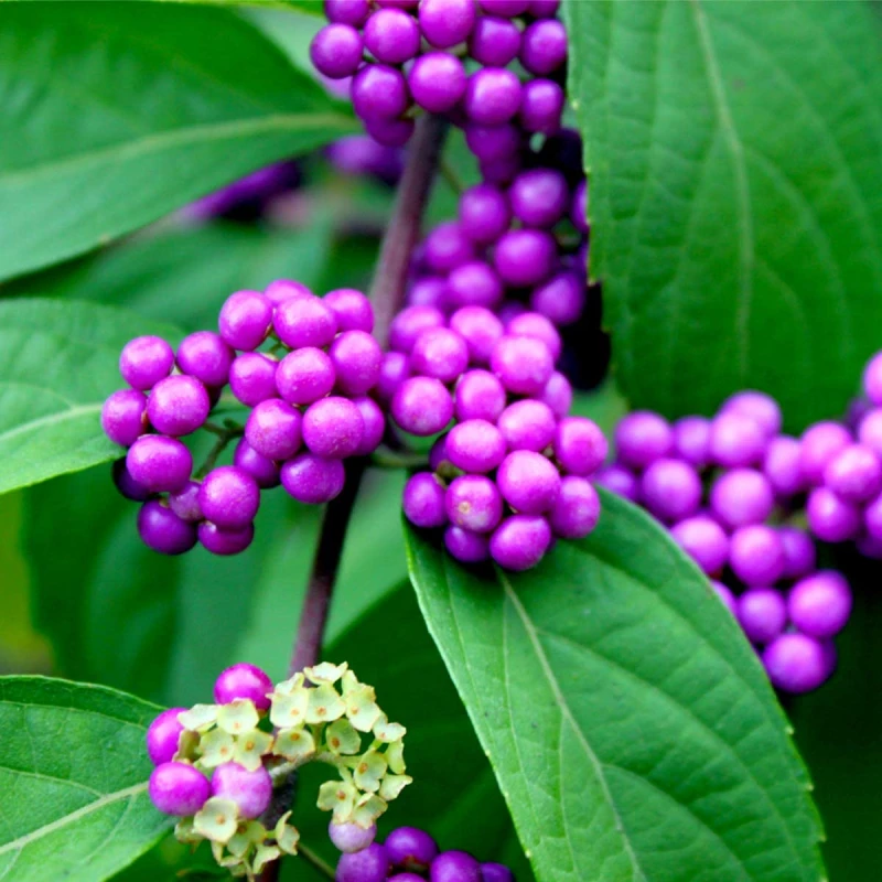 pięknotka-profusion-4.jpg