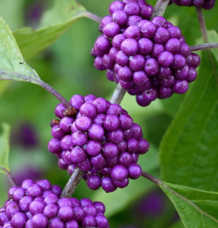 pięknotka-profusion-3.jpg