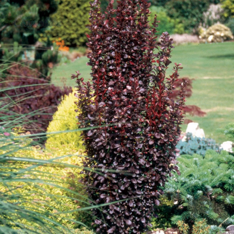 Berberys-Helmond-Pillar-4.jpg
